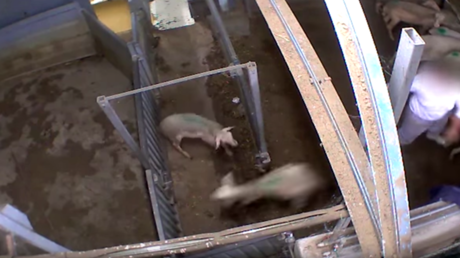 French MPs call for CCTV in slaughterhouses after gruesome video goes viral – report