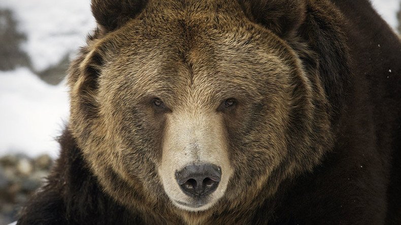 Grin & bear it: Stomach-churning aftermath of savage grizzly attack breaks internet (VIDEO)