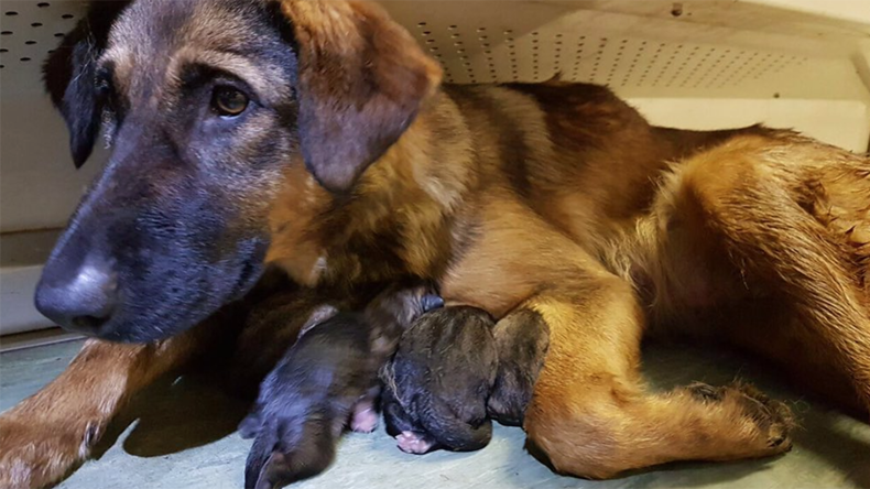 Moscow metro passengers help dog give birth to 9 puppies (PHOTOS)