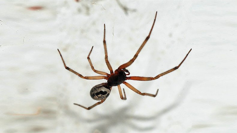 Horny spiders on sex rampage through British homes