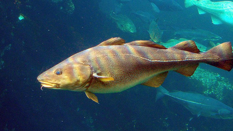 Dorsal dialect: Fish speak to each other in ‘regional accents,’ claim scientists