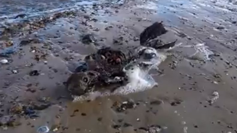 Someone may just have discovered a dead mermaid (VIDEO)