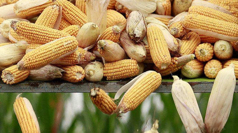 Chinese man sentenced to 3 yrs in Iowa for stealing GMO trade secrets