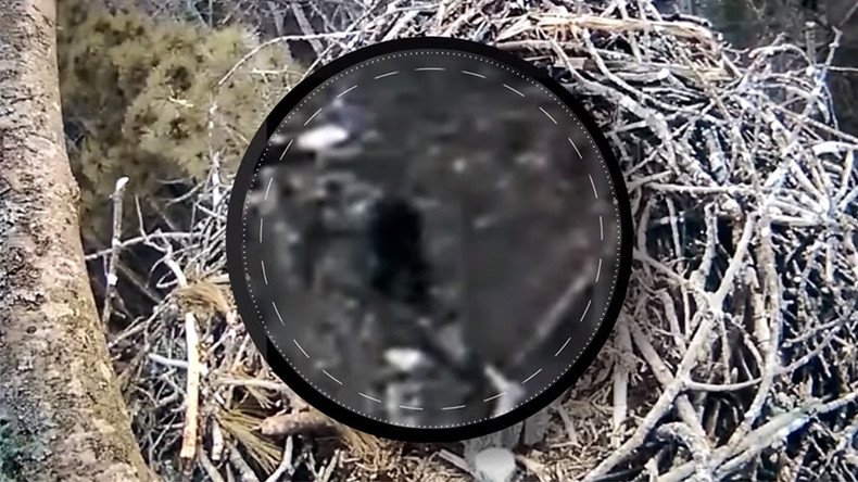 ‘Bigfoot’ gatecrashes Michigan nature webcam (VIDEO, POLL)
