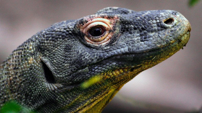 Dragon strike: Komodo monitor stalks squirrel after rodent tumbles into cage (GRAPHIC VIDEO)