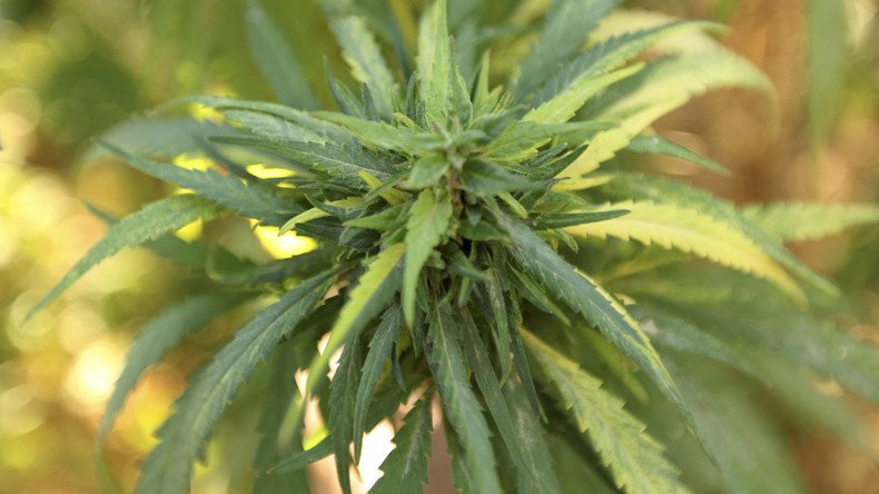 British govt admits marijuana extract has medicinal effect
