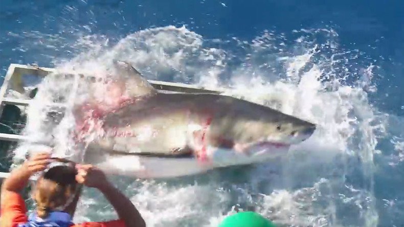 Cage fight: Great white & diver in horrifying struggle after shark overshoots snack (VIDEO)