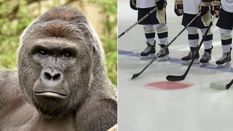 Sticks out for Harambe: Junior hockey team to honor slain gorilla with Wildlife Week jerseys
