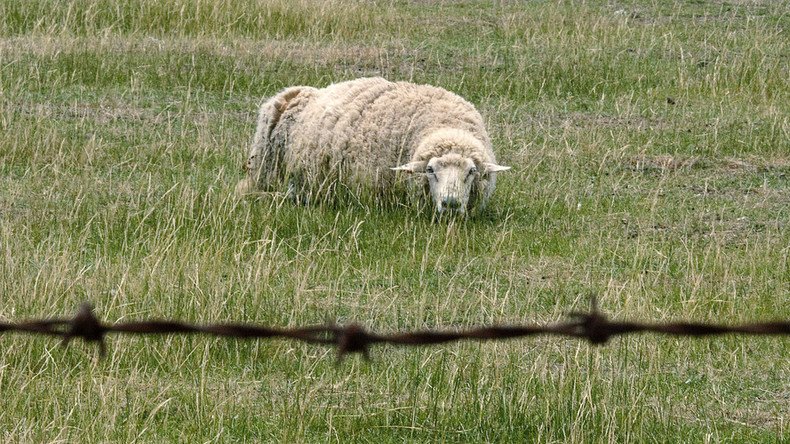 Teen convicted of killing sheep in ‘sacrifice’ for his father’s recovery in Austria