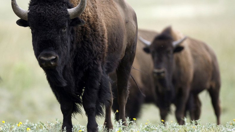 Ice Age bison-cattle hybrid did exist, DNA evidence shows