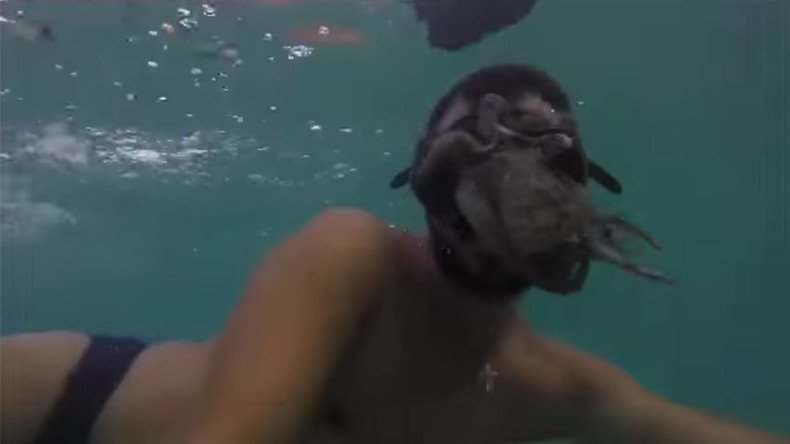 Underwater face-off: Octopus attacks swimmer in spine-chilling video
