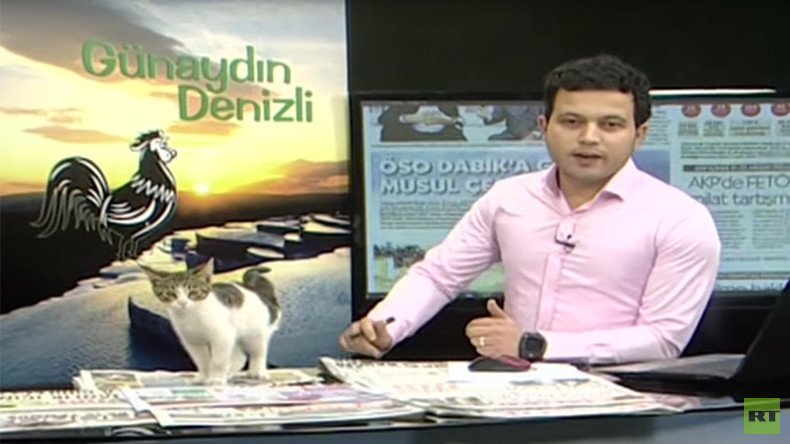 Curious cat gatecrashes live TV show, sits on presenter’s laptop (VIDEO)
