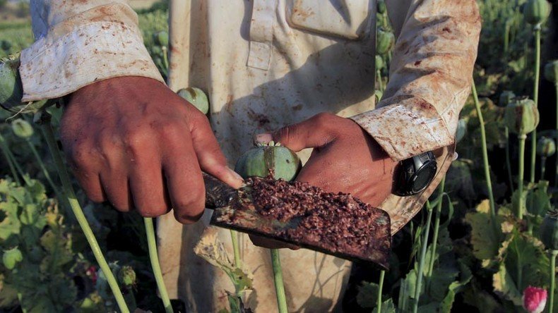 Afghan opium production up 43 percent in 1 year as eradication effort fails – UN