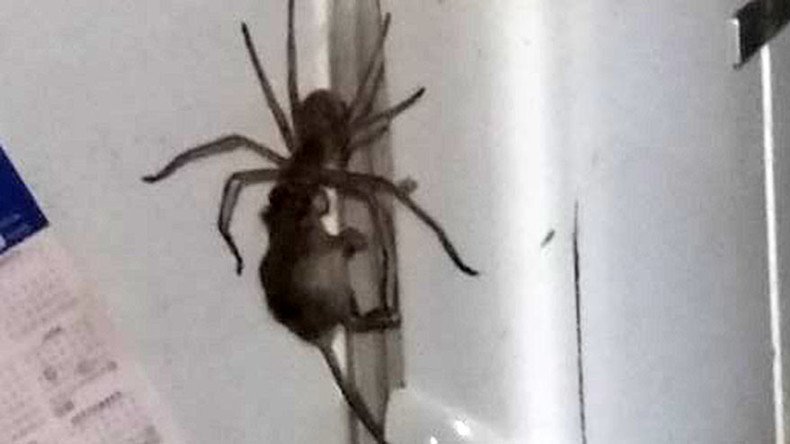 Enormous spider drags mouse by its head in skin-crawling clip (VIDEO)