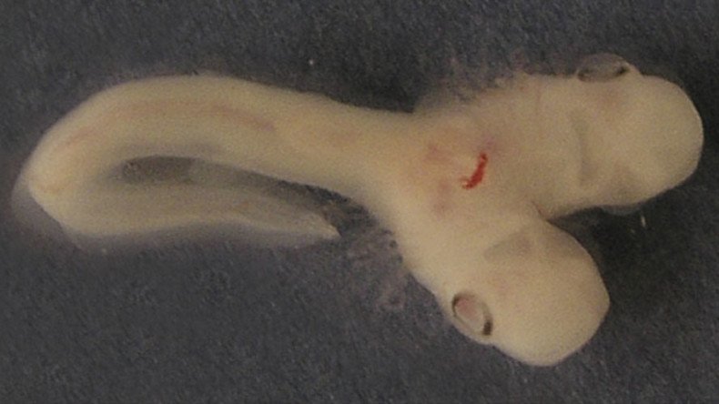 1st of its kind: Scientists discover bizarre two-headed shark embryo