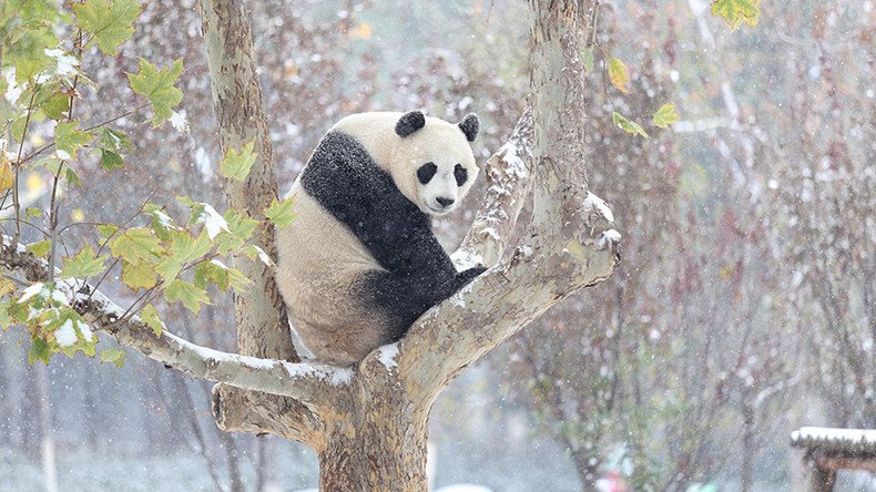   This panda got very excited after seeing snow for the first time (VIDEO)