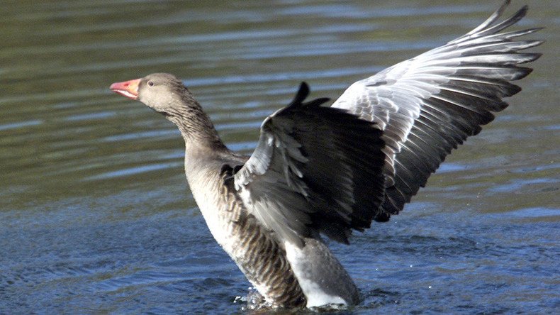 Gone goose: Bird rams into moving train in Russia, injures driver 