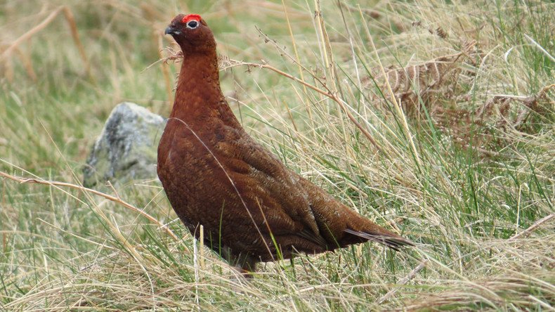 Duke of Westminster given millions in public cash for grouse moor – investigation