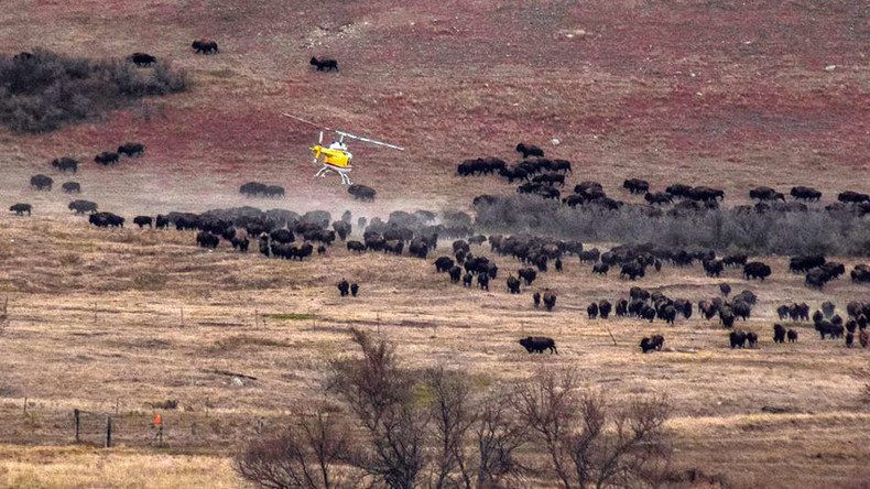 ‘Ancestors are with us’: Wild buffalo stampede North Dakota pipeline protest (VIDEOS)