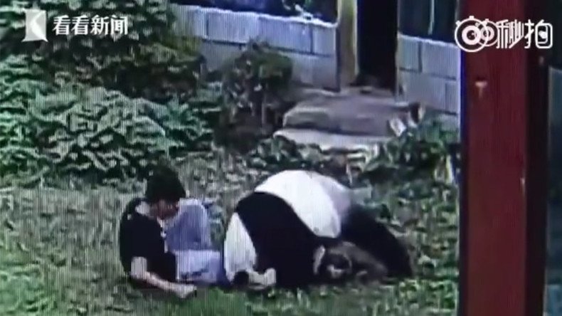 Kung Fu Panda: Man gets taken down in epic zoo faceoff (VIDEO)