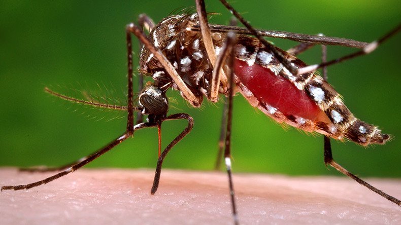 GMO mosquitoes will have sex with their cousins… then kill them