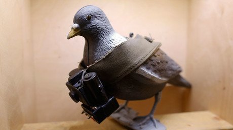 Pakistani 'spy' pigeon with message for Indian PM has wings clipped 