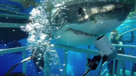 Great whites break into diving cages in Gulf of Mexico (VIDEOS)