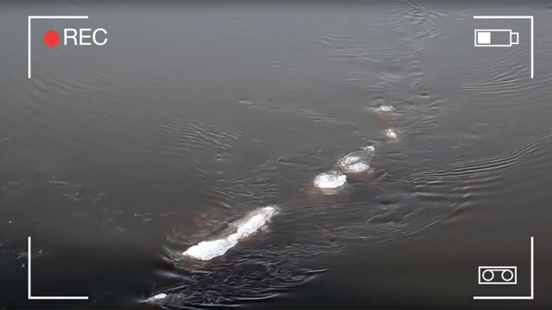 Alaskan ‘Loch Ness Monster’ sends internet into overdrive (VIDEO, POLL)
