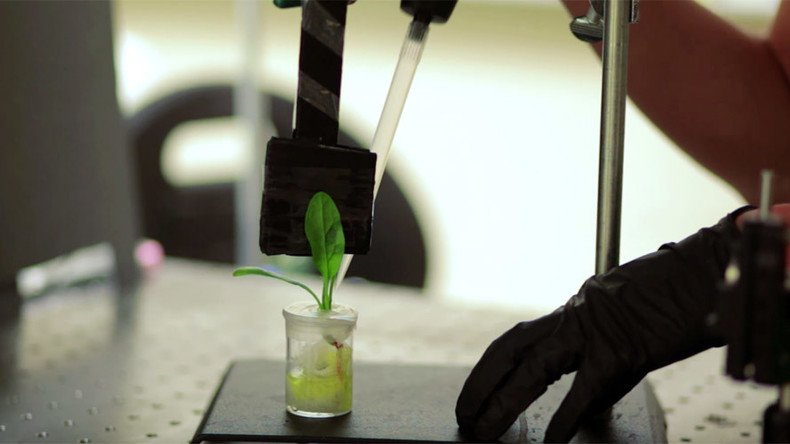 MIT scientists ‘train’ spinach plants to sniff out bombs (VIDEO)