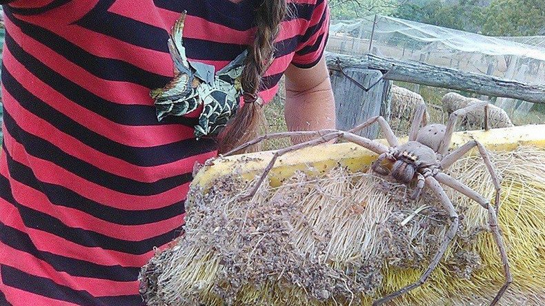Arachnophobes look away: Giant huntsman spider nicknamed Charlotte discovered in Australia (PHOTO)