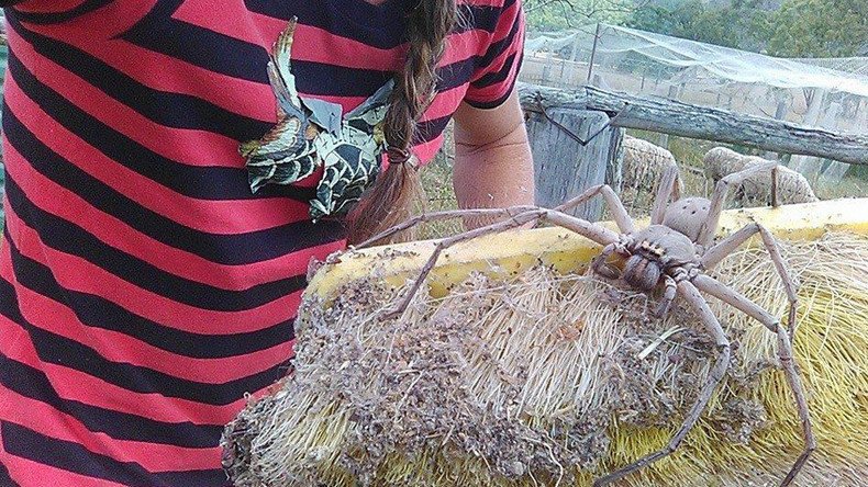 Swelling Australian cities harbour ever bigger spiders