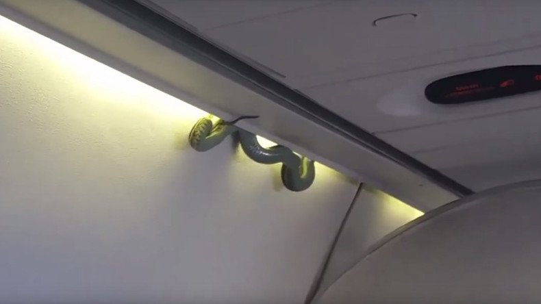 Snake on a plane: Venomous green viper spotted on board AeroMexico flight (VIDEO)