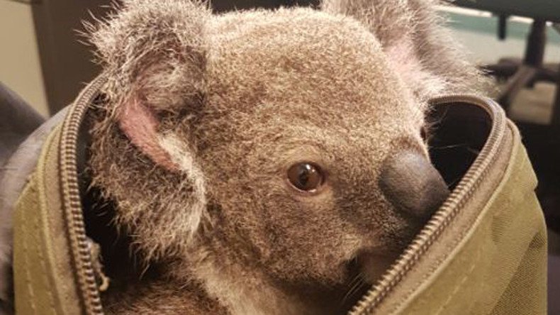 Oz police rescue dehydrated baby koala from motorist’s handbag (PHOTOS)
