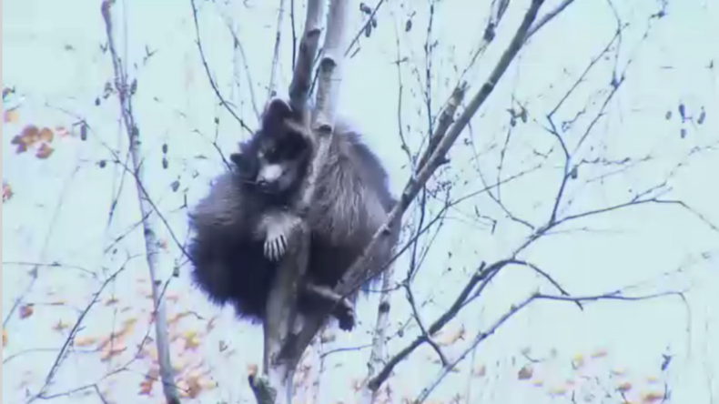 Reckless raccoon flings himself from treetop as rescue bid goes wrong (VIDEO)