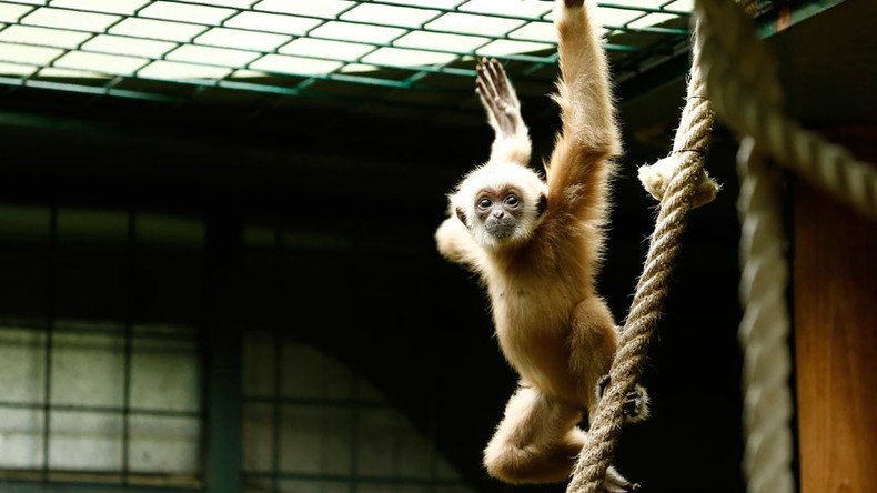 'Promising & exciting': Brain implants with wireless signal let paralyzed monkeys move normally