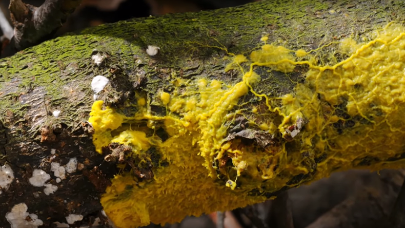 Yellow slime mold caught feeding on its prey in fascinating timelapse (VIDEO)