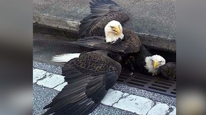 Relatable bald eagle saved from storm drain in a dramatic rescue (VIDEO)