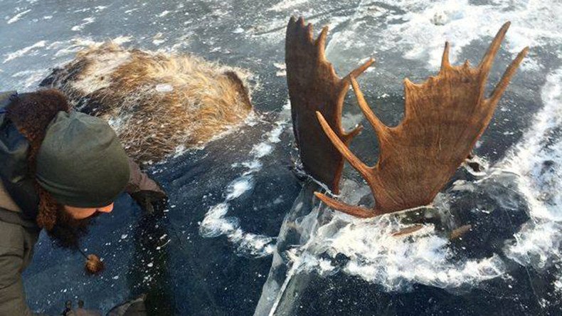 Man finds 2 moose frozen mid-fight in Alaskan river (PHOTOS)