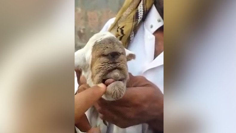 You goat to be kidding: Mutant ‘cyclops’ creature baffles locals (VIDEO)