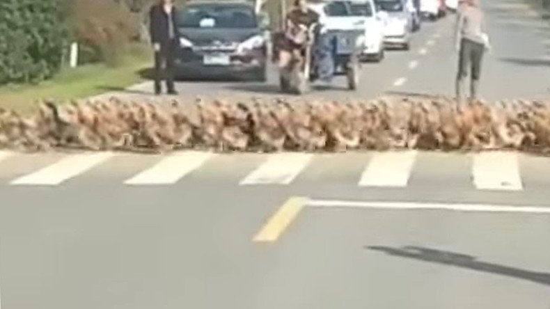 Ducks stop traffic in China with lengthy crosswalk procession (VIDEO)