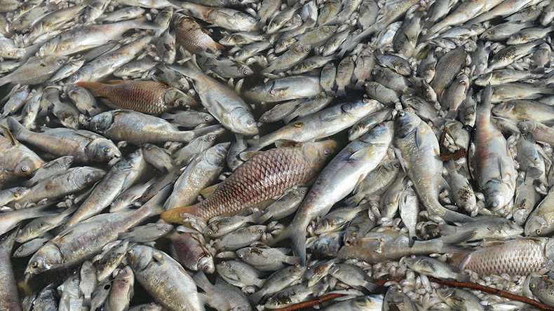 Thousands of dead fish arrive in New York’s Hamptons canal
