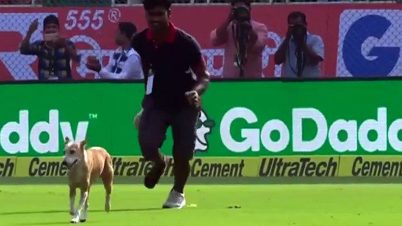 Fido in the outfield! Stray dog halts England versus India cricket match (VIDEO)