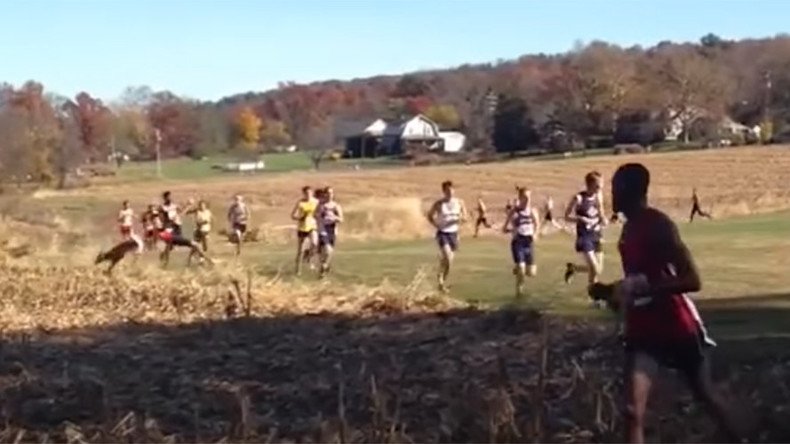 Cross country competitor bodyslammed by oncoming deer (VIDEO)