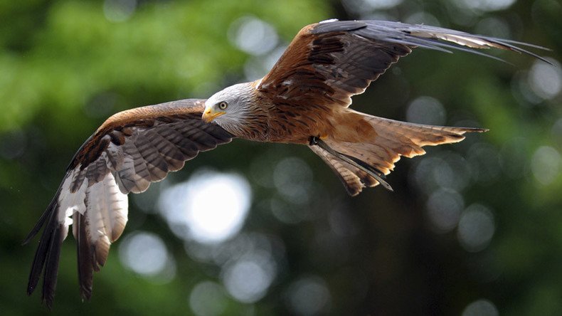 French Air Force to use eagles against rogue drones