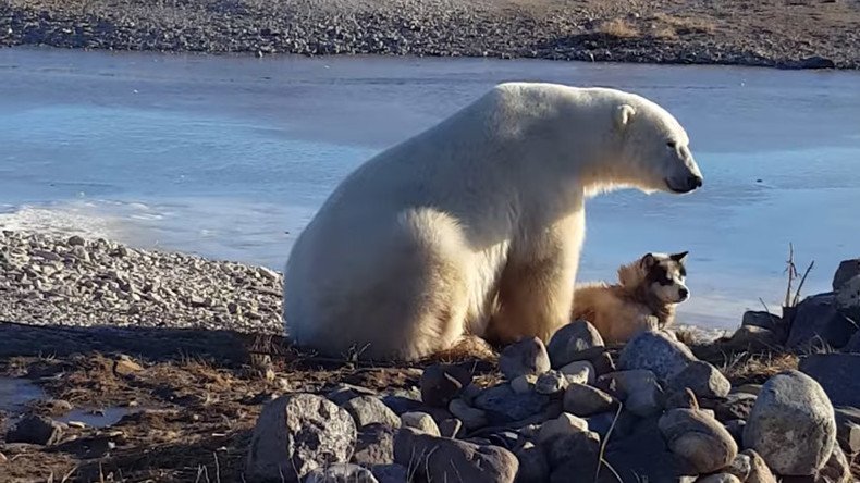 Polar bear cuddles dog – but incredible viral footage masks dark side (VIDEO)