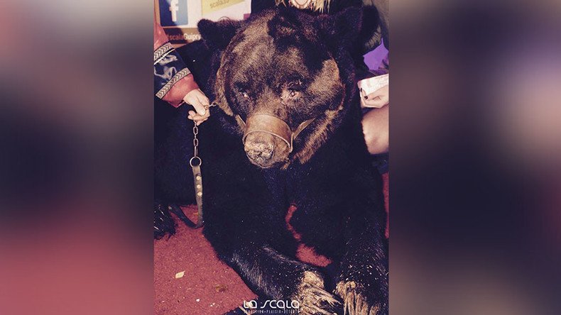 French nightclub criticized for displaying bear in chains