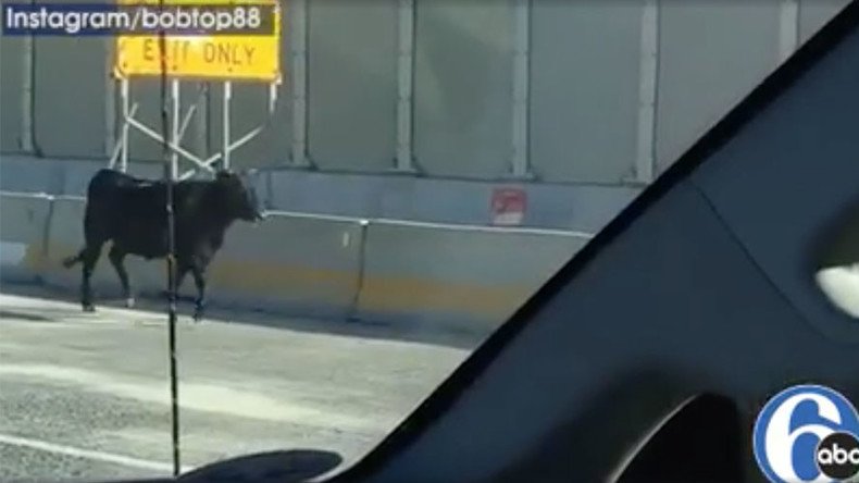 550lb bull flees slaughterhouse, stops traffic