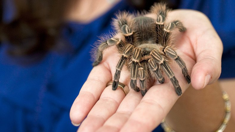 Pet spider banned from Parliament, but Tory whip won’t give up leggy assistant