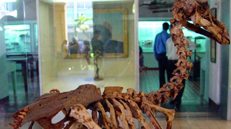 Dodo skeleton sells at British auction for £346k