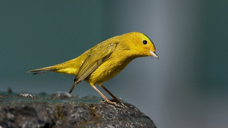  Missing ‘canary’ mail prompts alarm over security of RiseUp email service